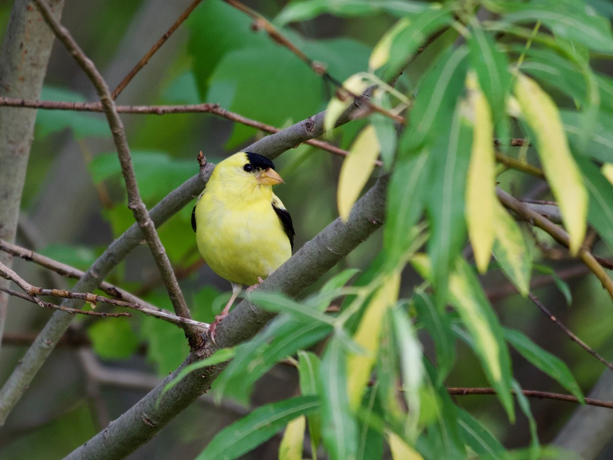 American Goldfinch - ML252237961