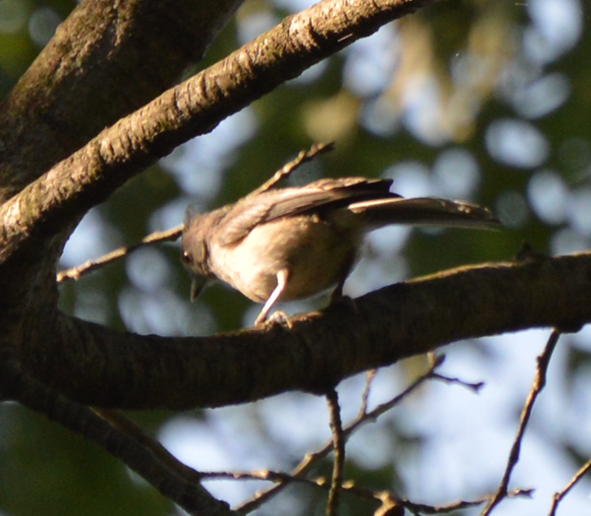 Tufted Titmouse - ML252238131