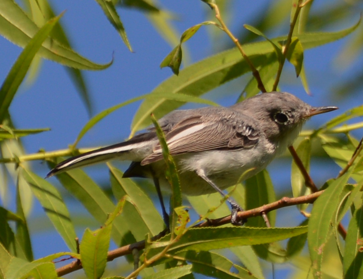 ברחשית כחלחלה - ML252238221