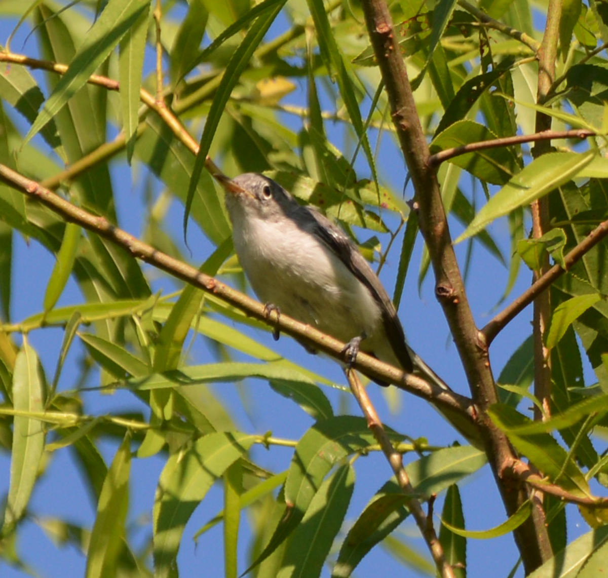 Blue-gray Gnatcatcher - ML252238261