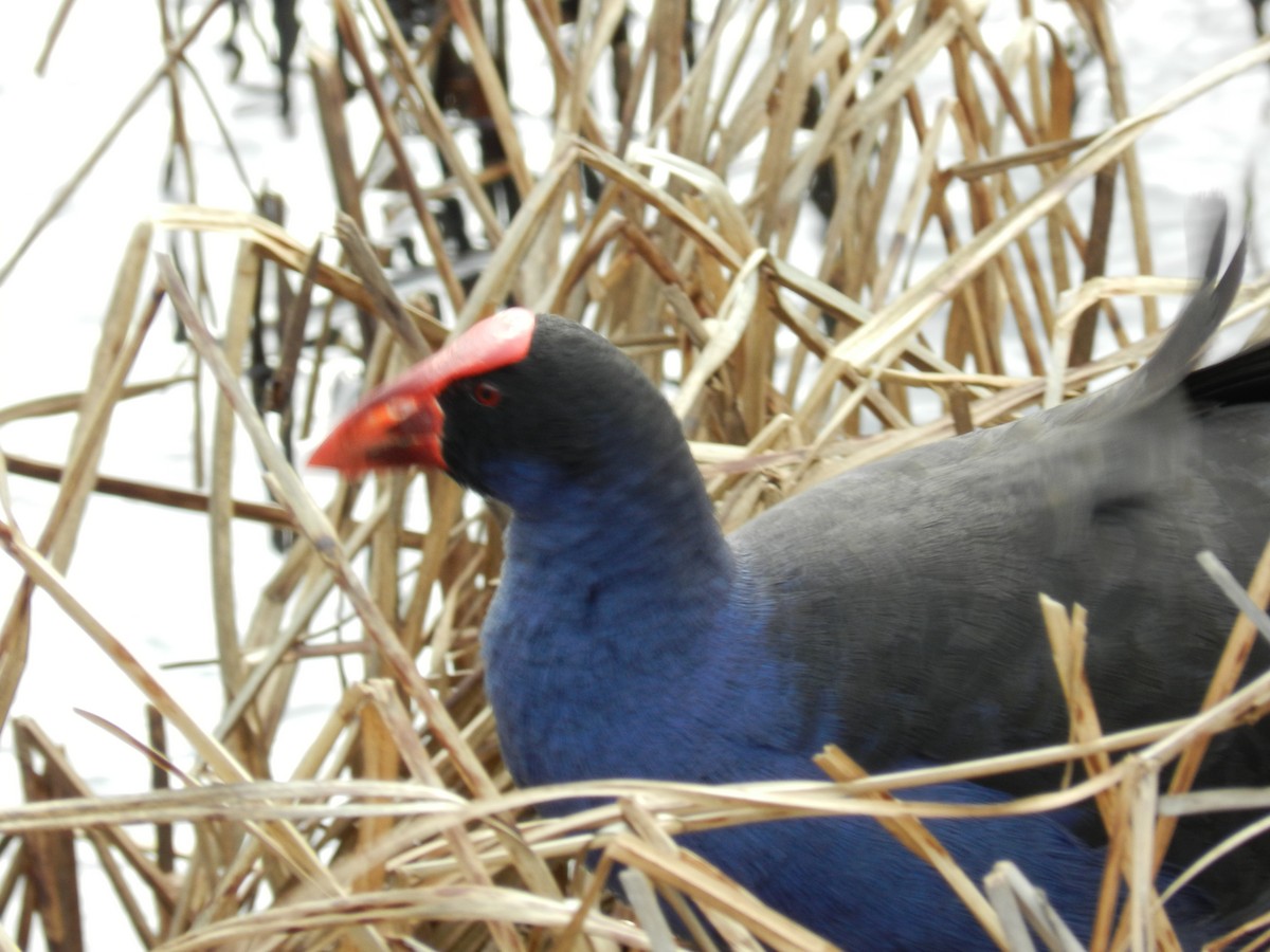 Australasian Swamphen - ML252238831