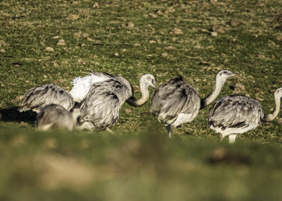 Greater Rhea - Amed Hernández