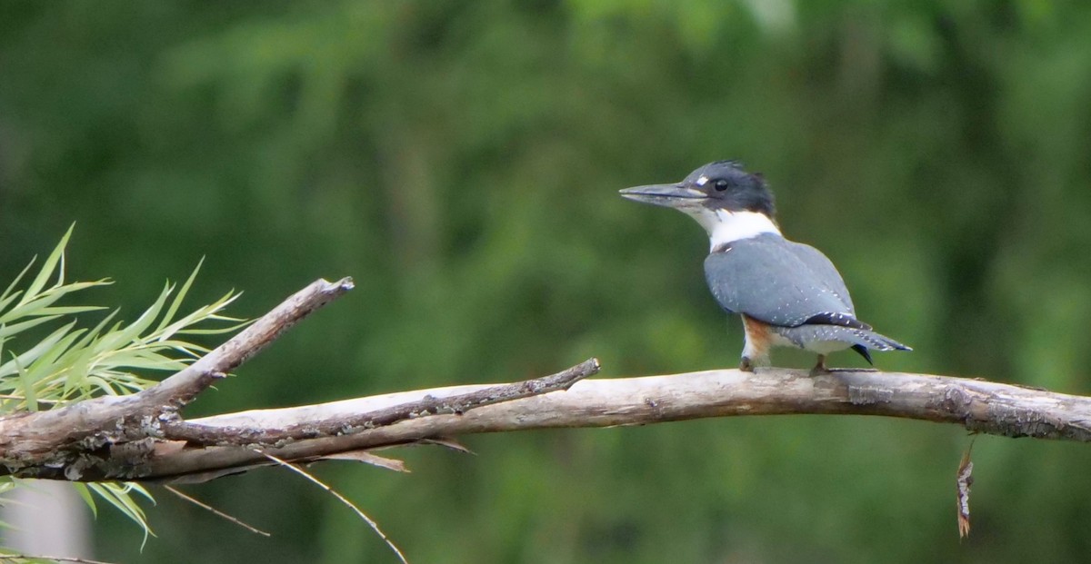 Belted Kingfisher - ML252239061
