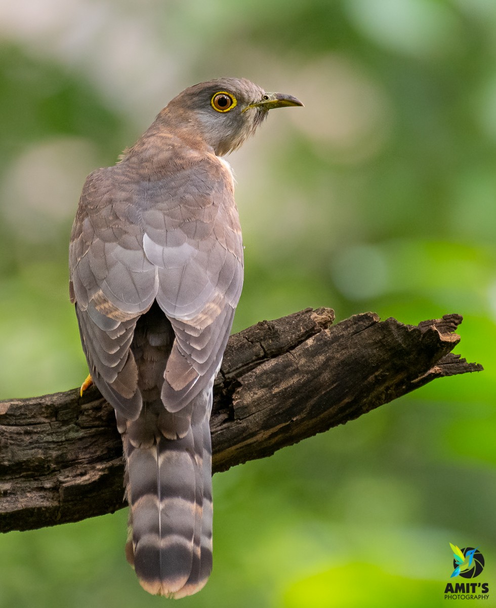 Common Hawk-Cuckoo - ML252241671
