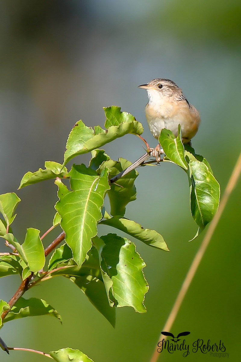 Sedge Wren - ML252242081