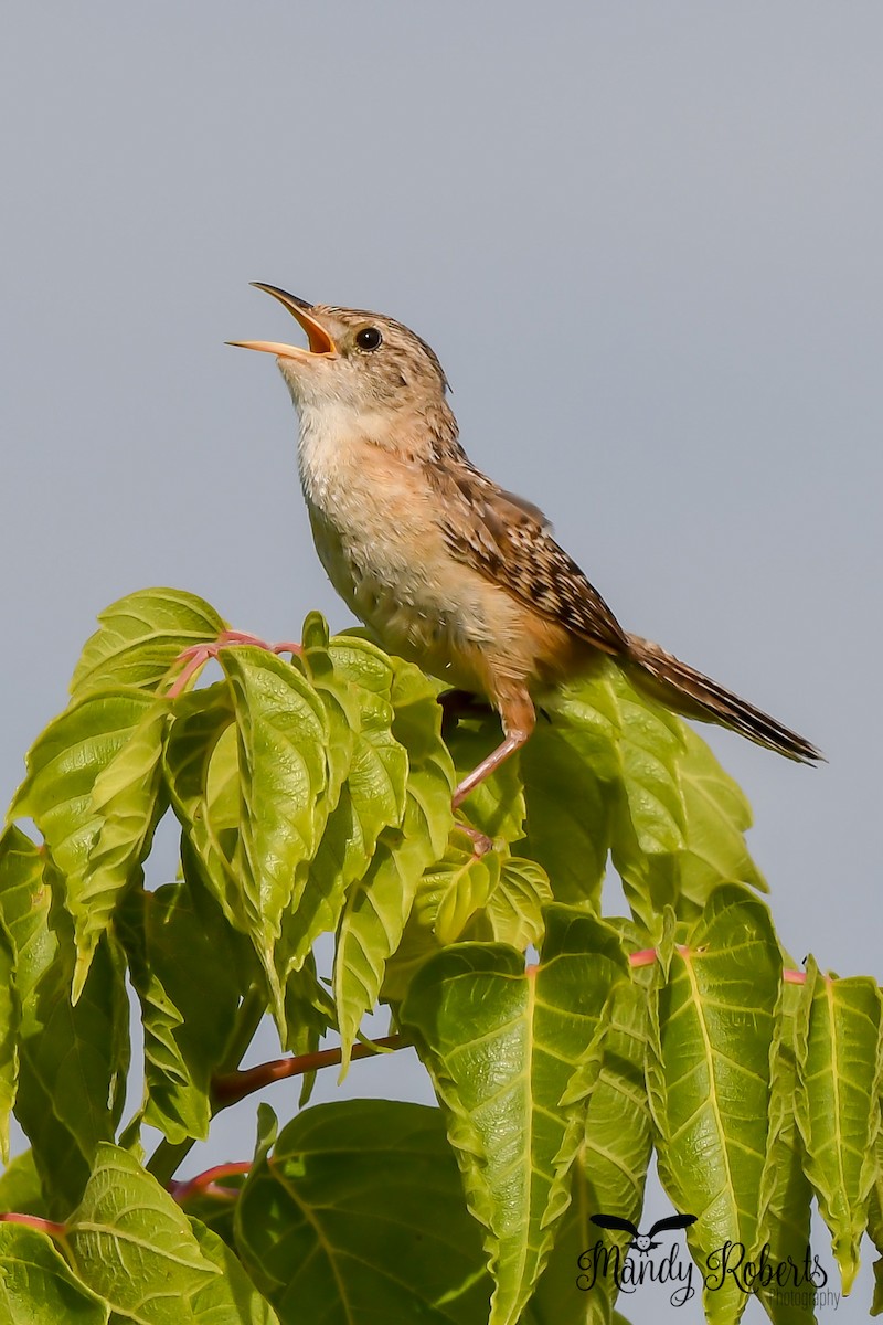 Sedge Wren - ML252242101