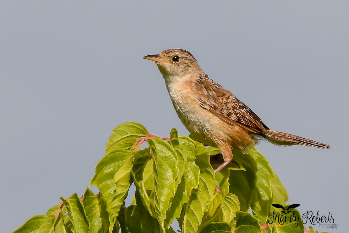 Sedge Wren - ML252242111