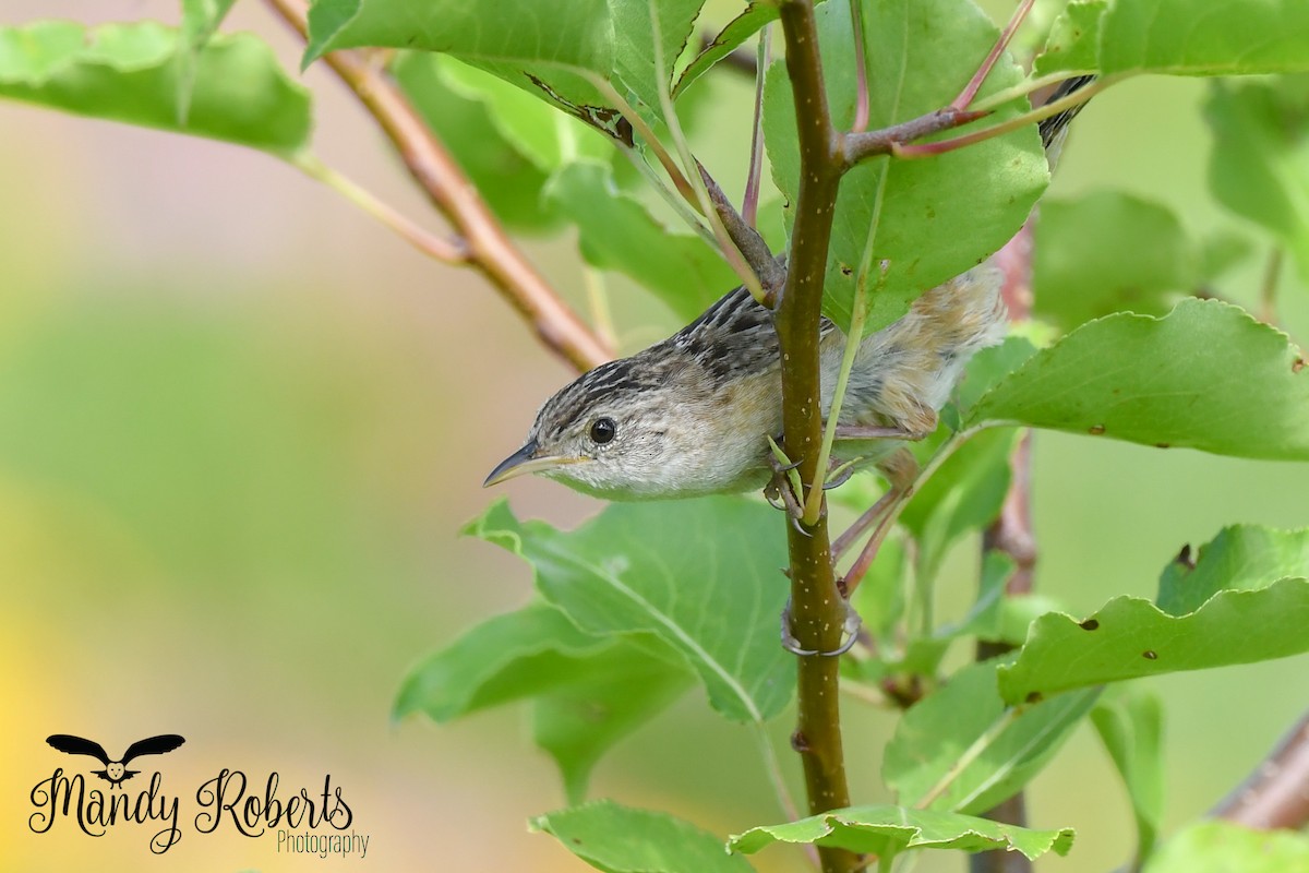 Sedge Wren - ML252242121