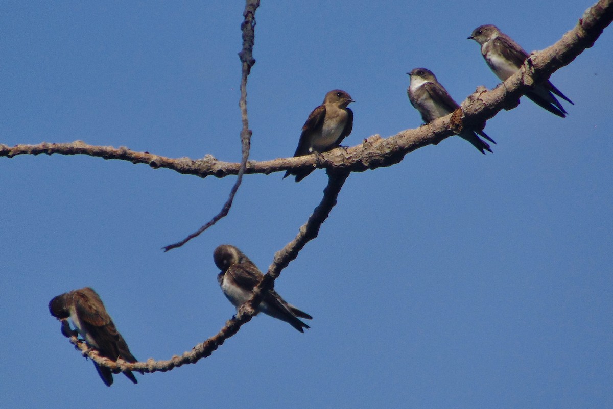 Bank Swallow - ML252242291