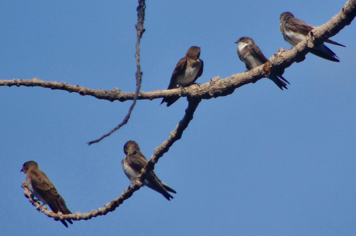Bank Swallow - ML252242331