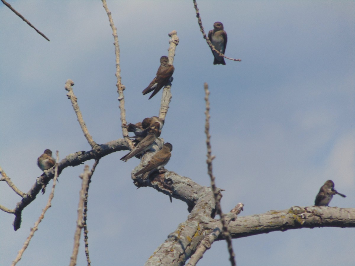 Bank Swallow - ML252242391