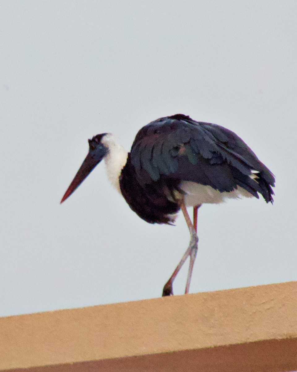 Asian Woolly-necked Stork - ML252244291