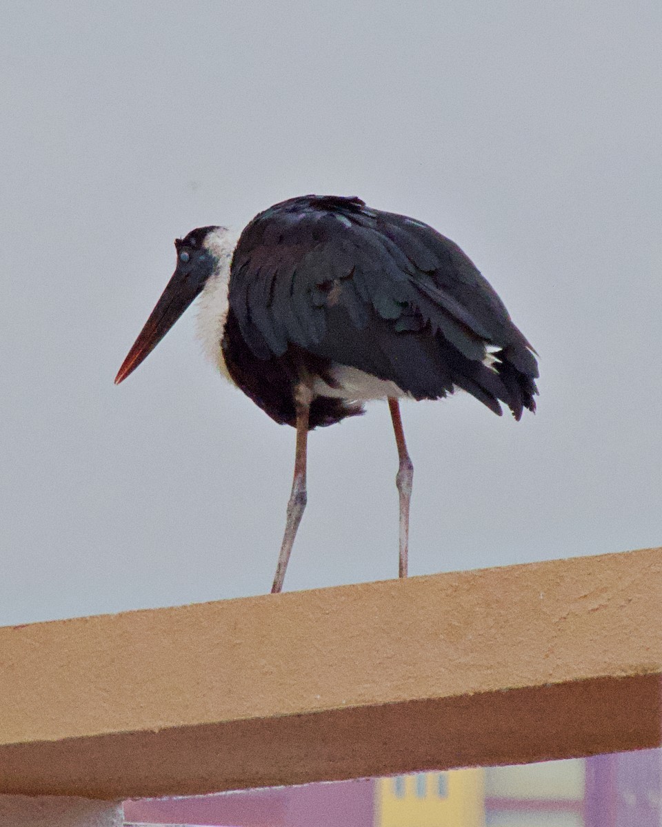 Asian Woolly-necked Stork - ML252244301