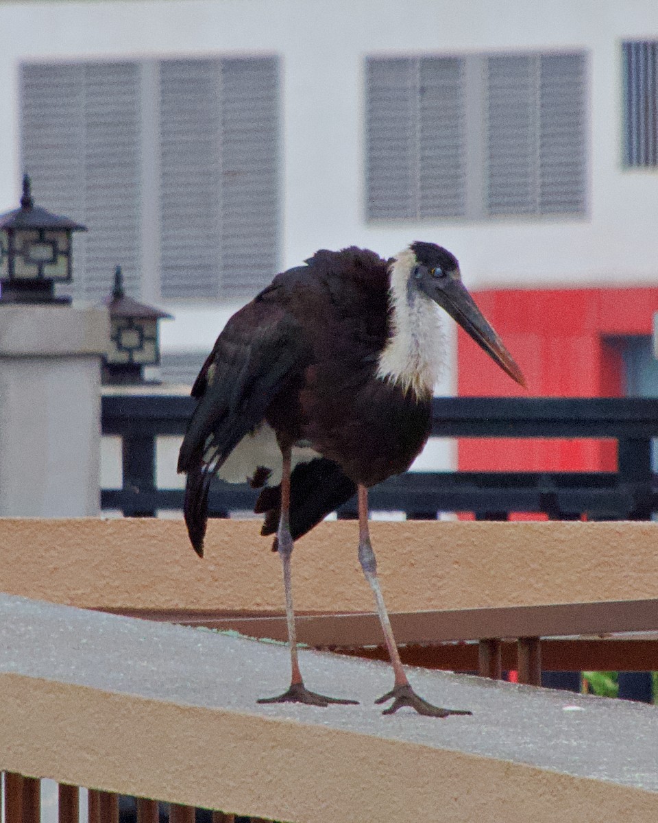 Asian Woolly-necked Stork - ML252244311