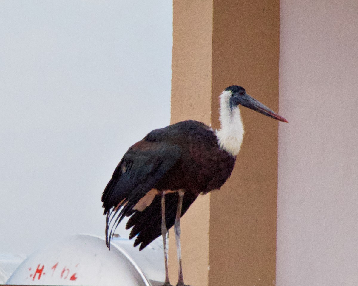 Asian Woolly-necked Stork - ML252244331