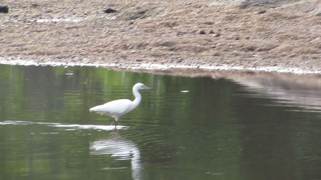 Little Blue Heron - ML252246061