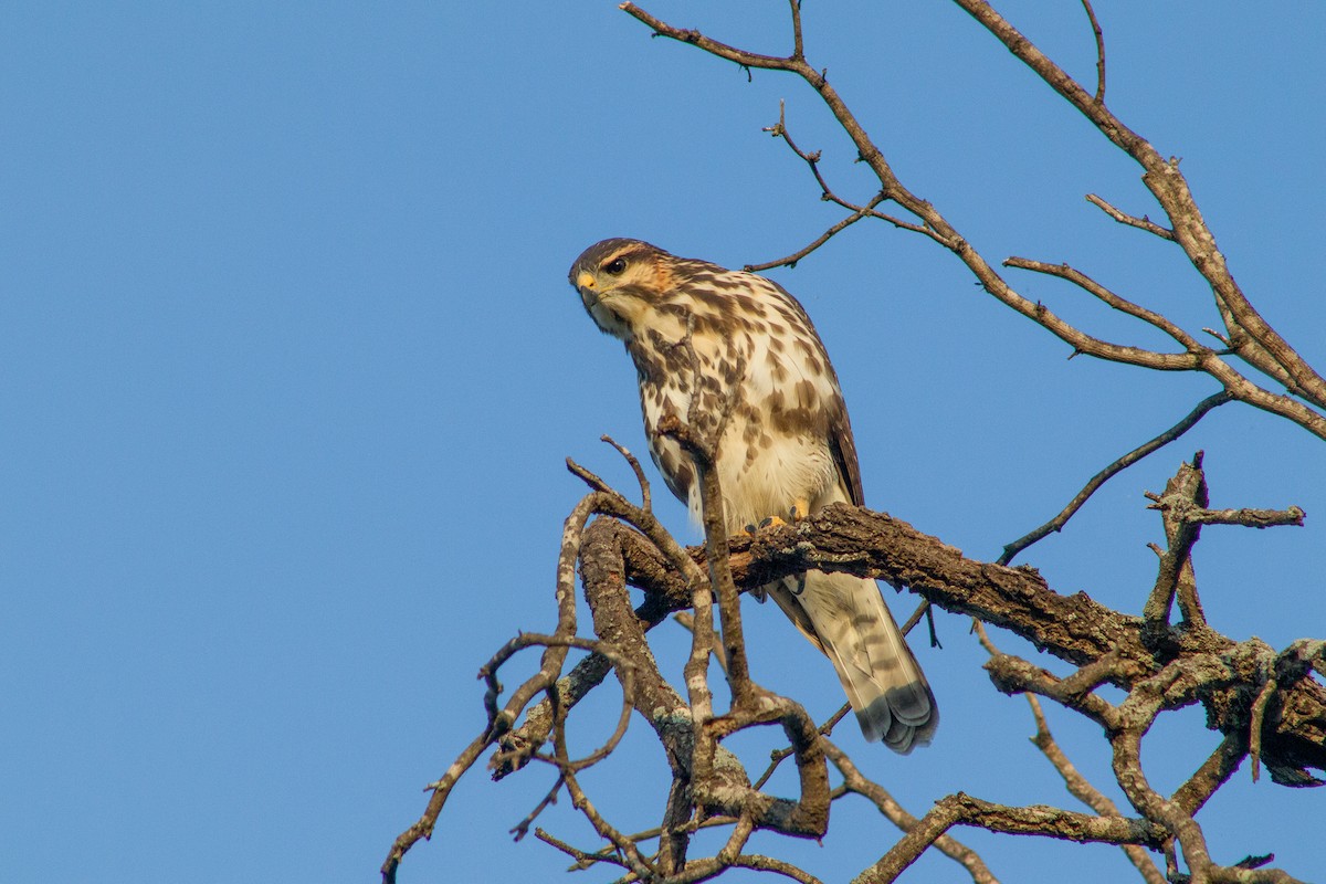 Gray Hawk - Ryan Rodriguez