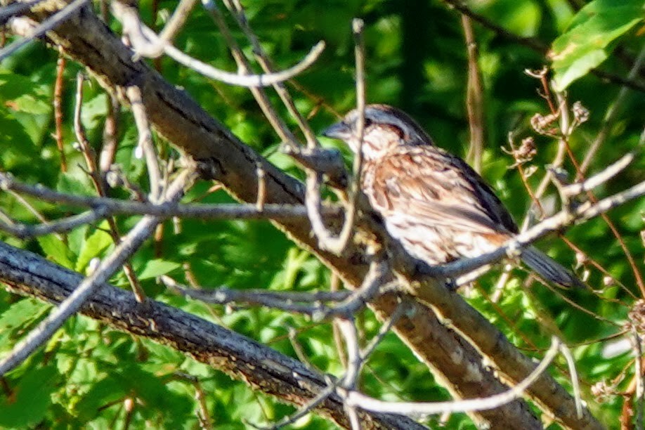 ウタスズメ - ML252246621