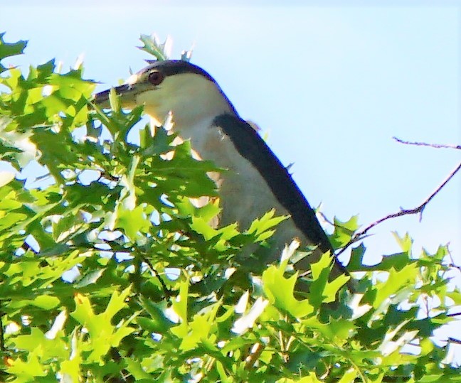 Black-crowned Night Heron - ML252247281