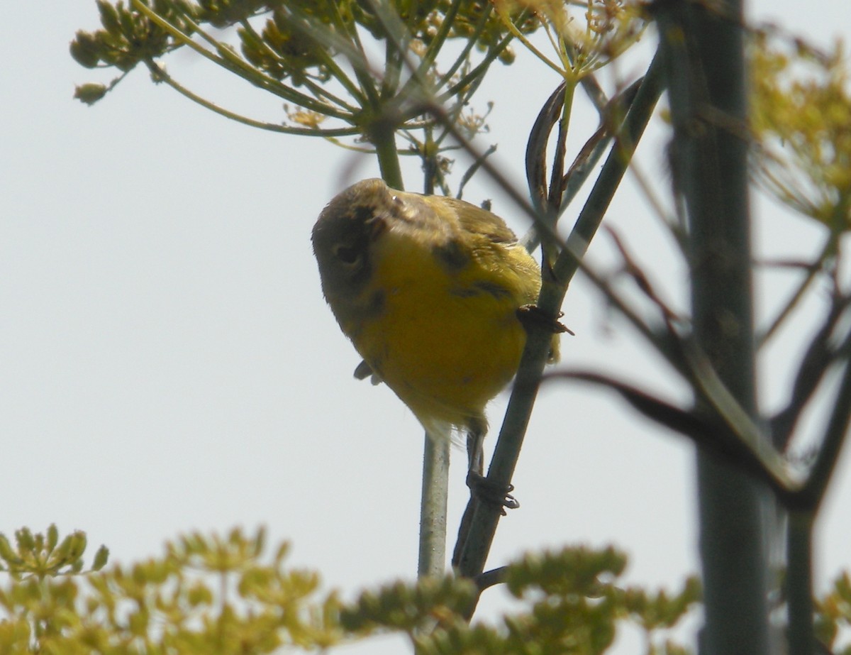 Prairie Warbler - ML252247461