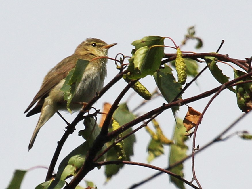 Iberian Chiffchaff - ML252247531