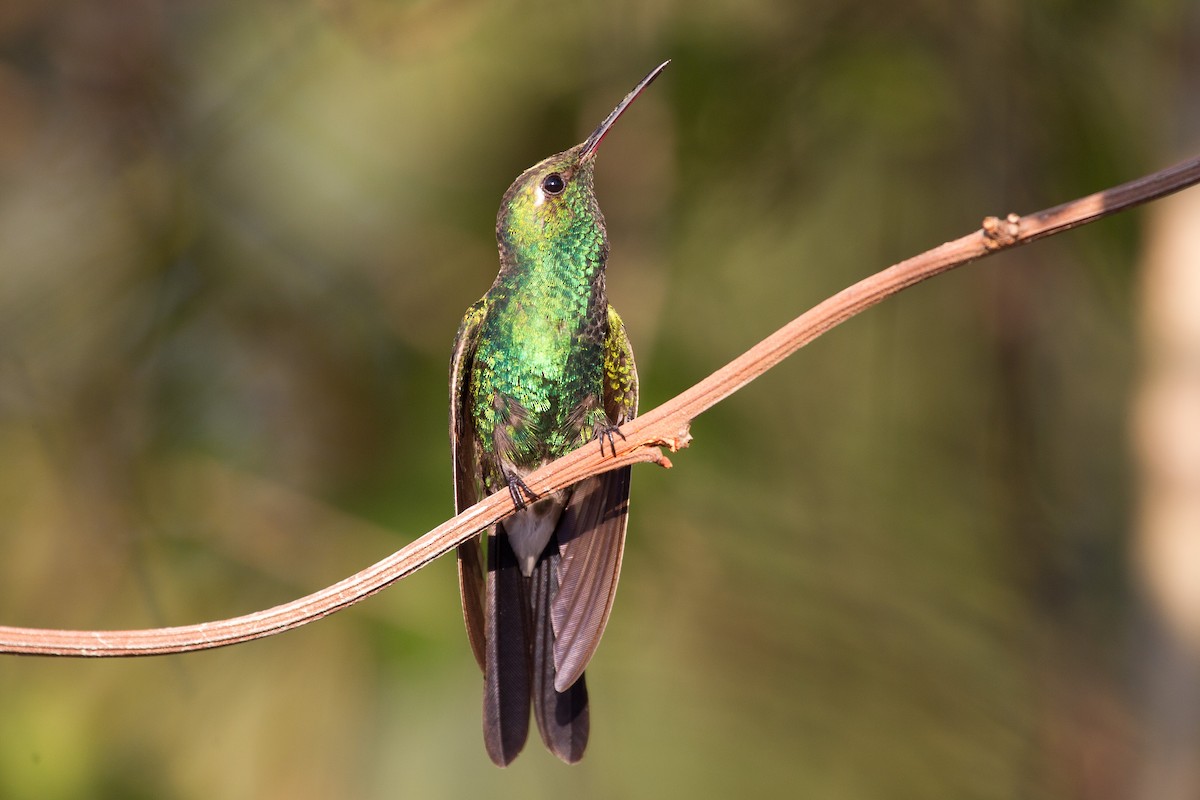 Cuban Emerald - ML252249941