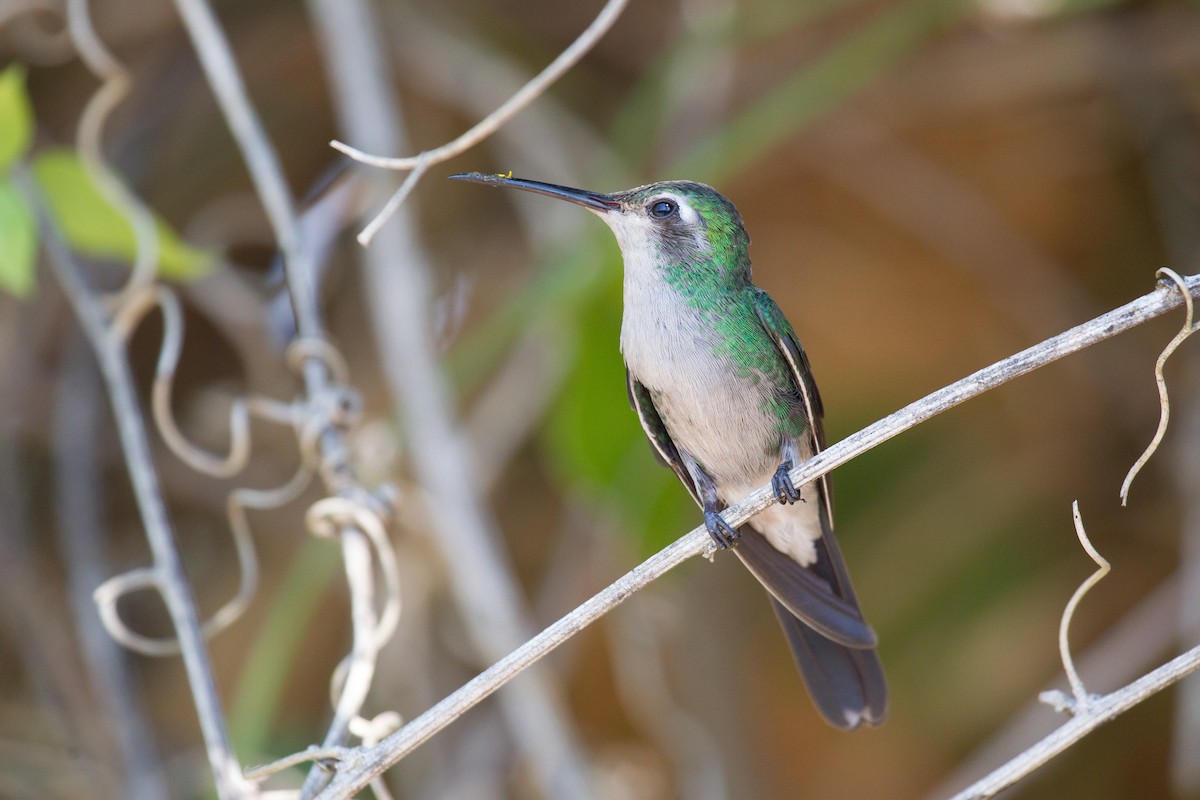 Cuban Emerald - ML252250011