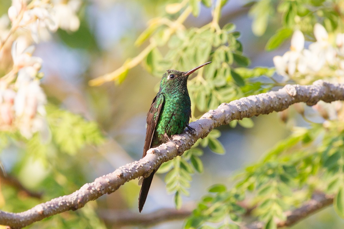 Cuban Emerald - ML252250061