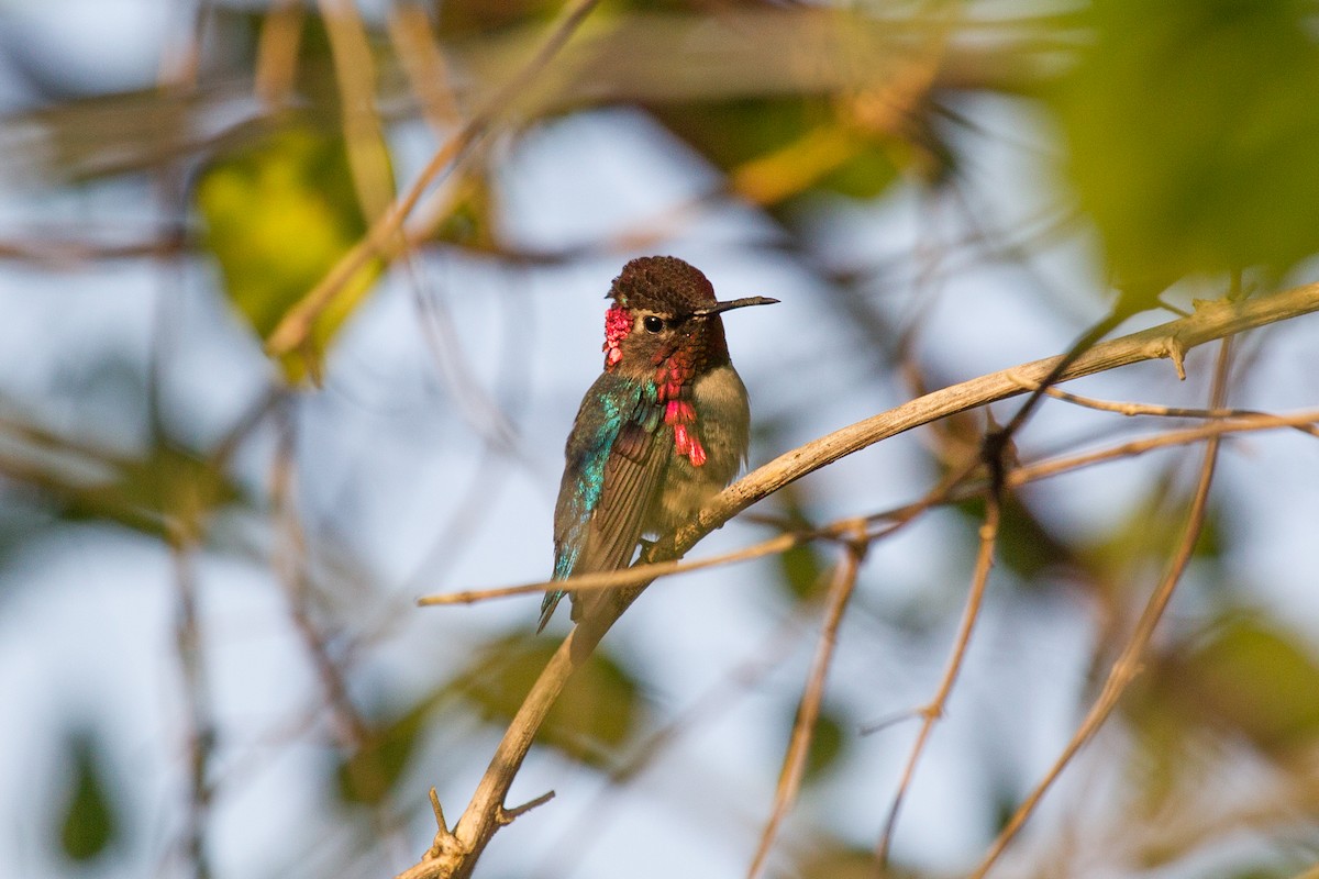 Bee Hummingbird - ML252250181