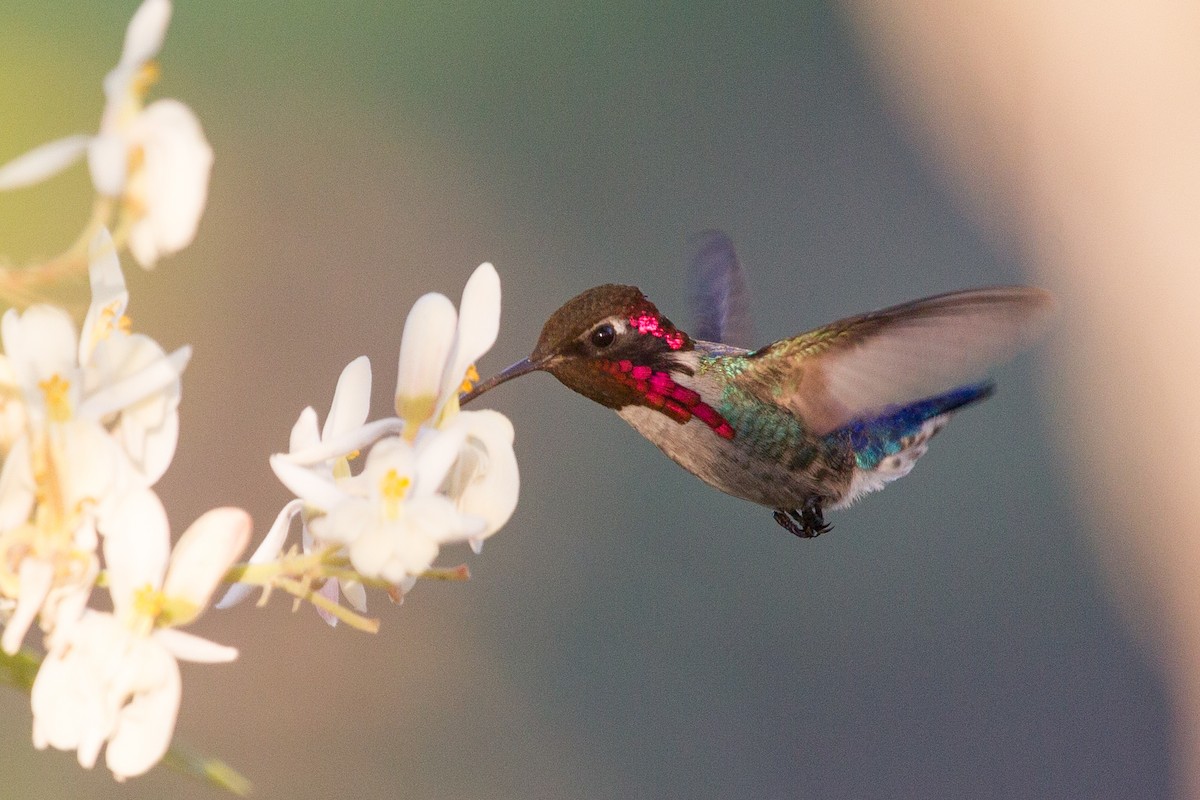 Bee Hummingbird - ML252250191