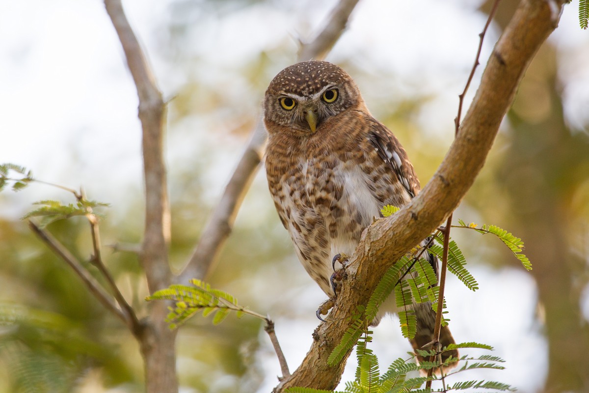 Cuban Pygmy-Owl - ML252250241