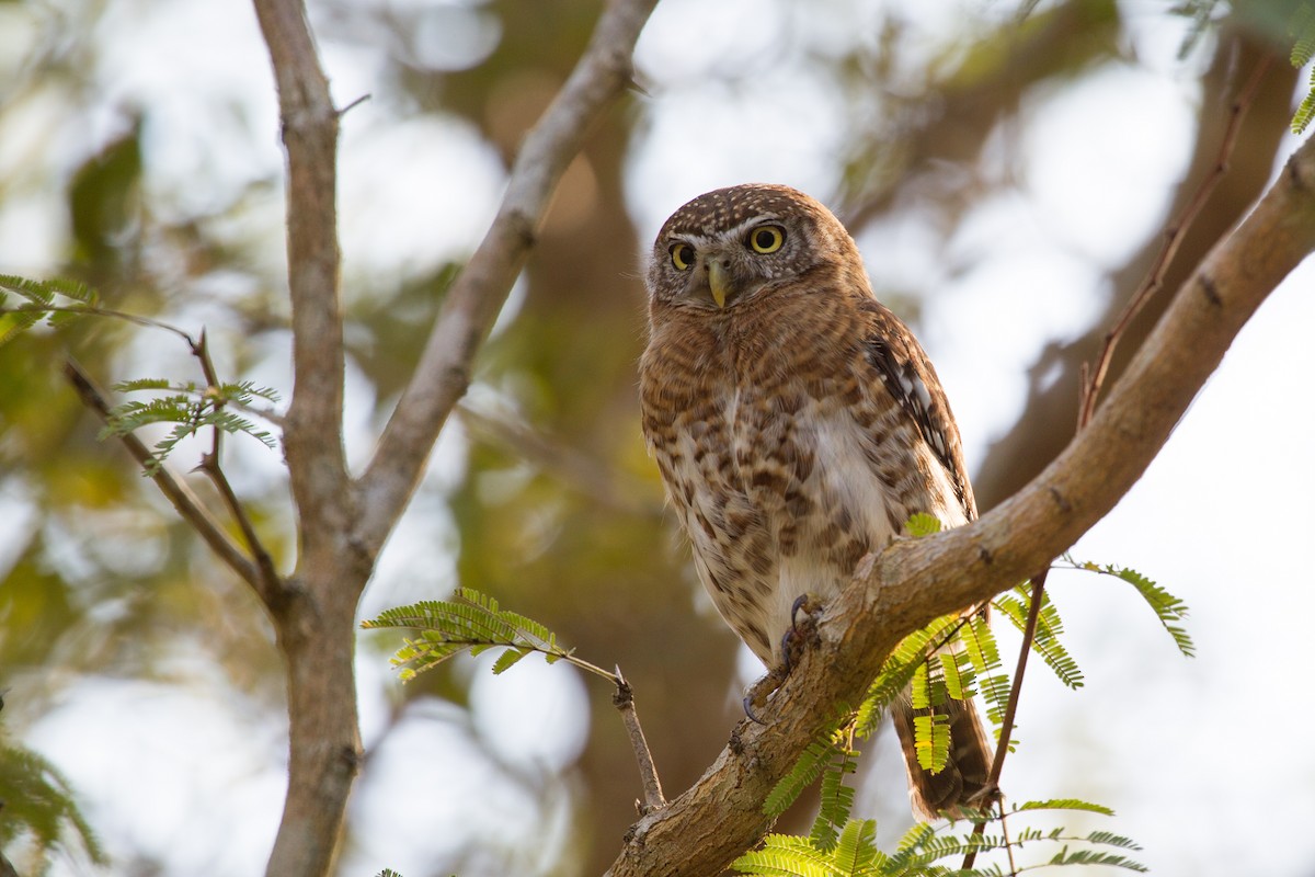 Cuban Pygmy-Owl - ML252250271