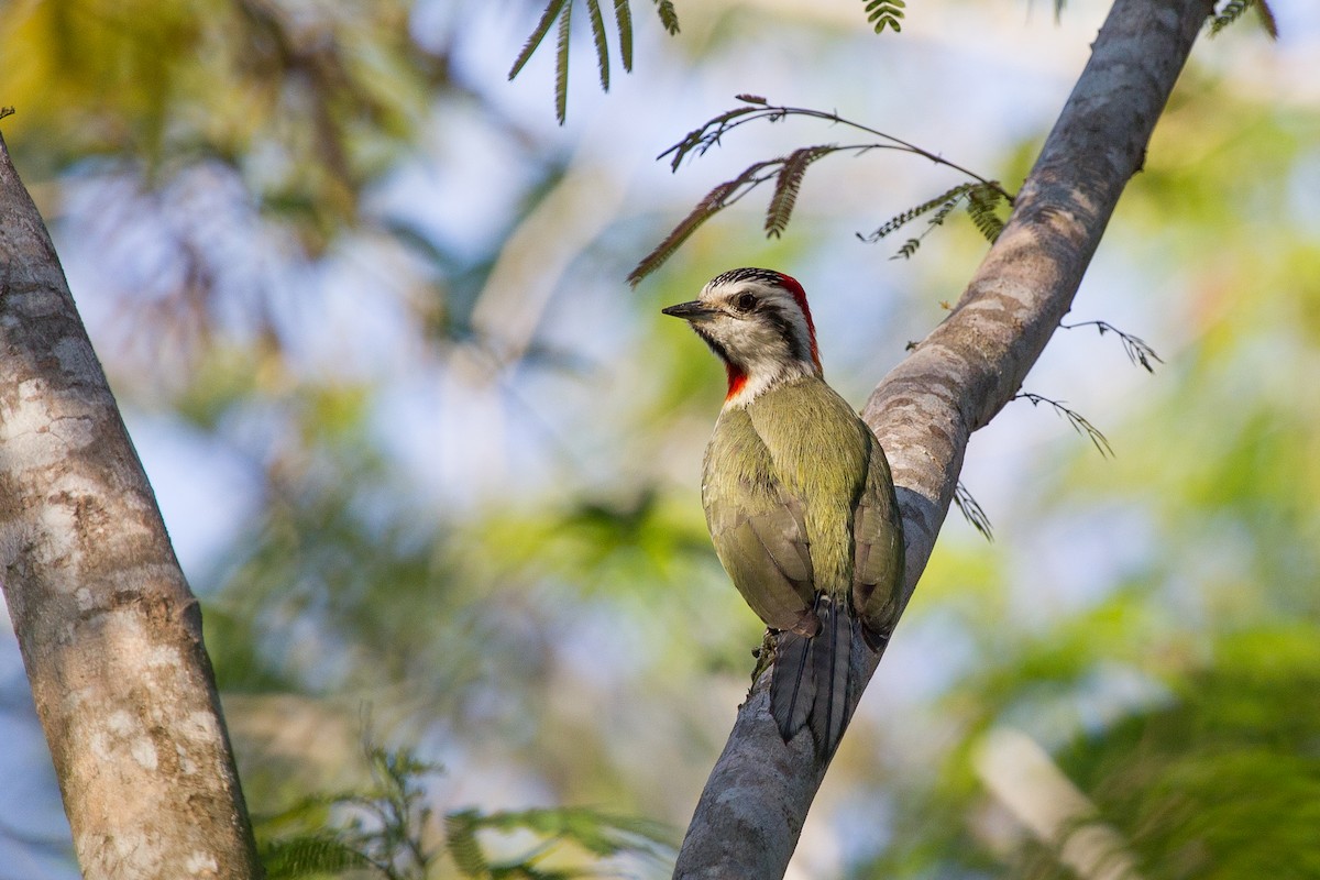 Cuban Green Woodpecker - ML252250291