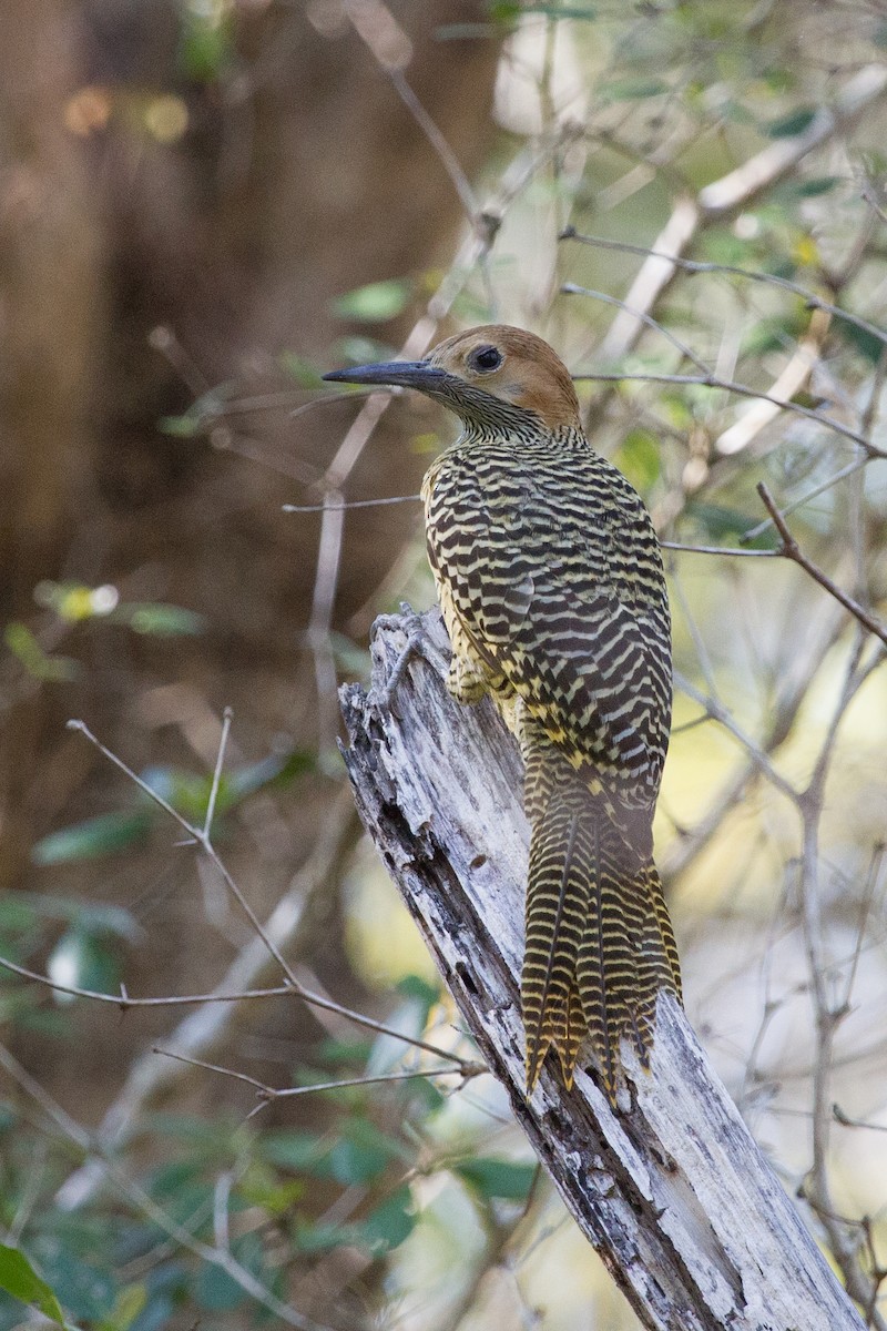 Fernandina's Flicker - ML252250301