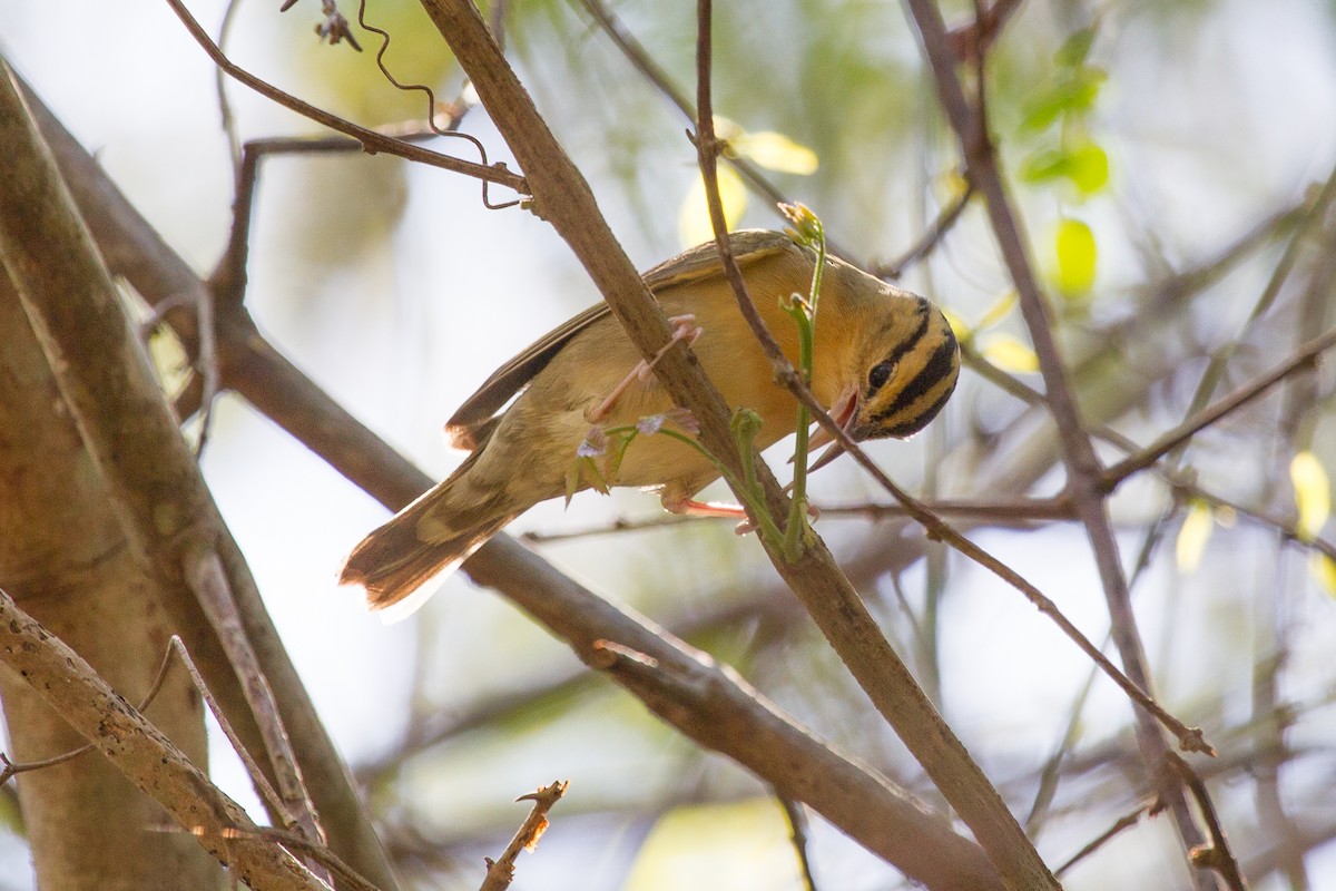 Worm-eating Warbler - ML252250361