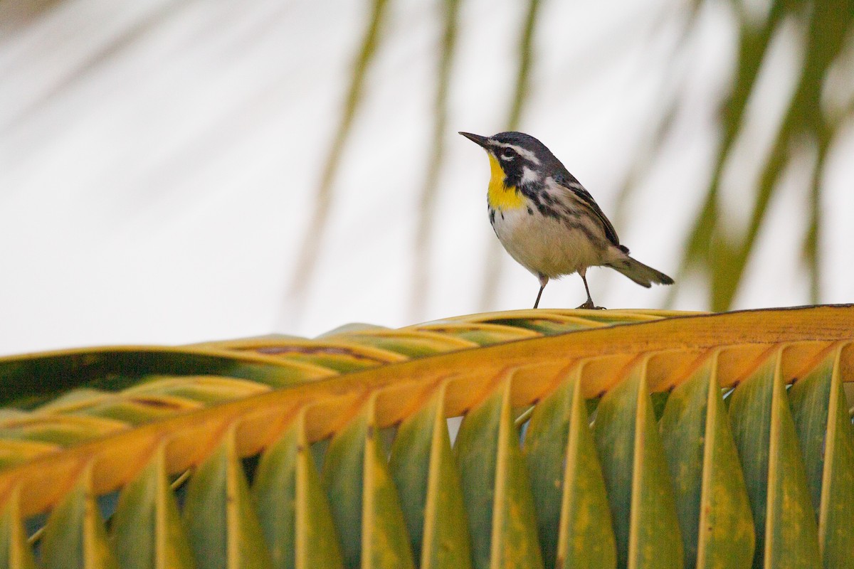 Yellow-throated Warbler - ML252250391
