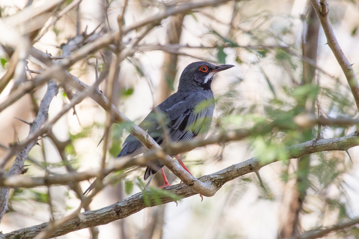 Red-legged Thrush - ML252250411