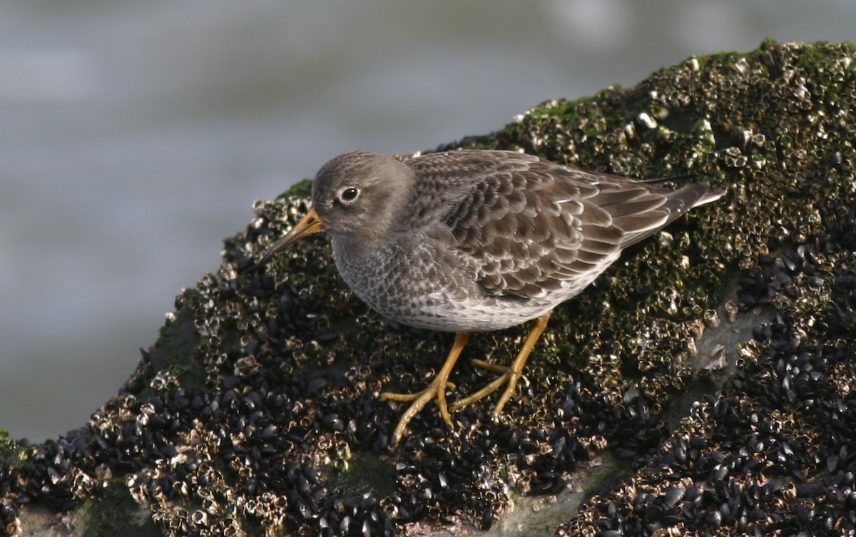 Purple Sandpiper - ML25225131