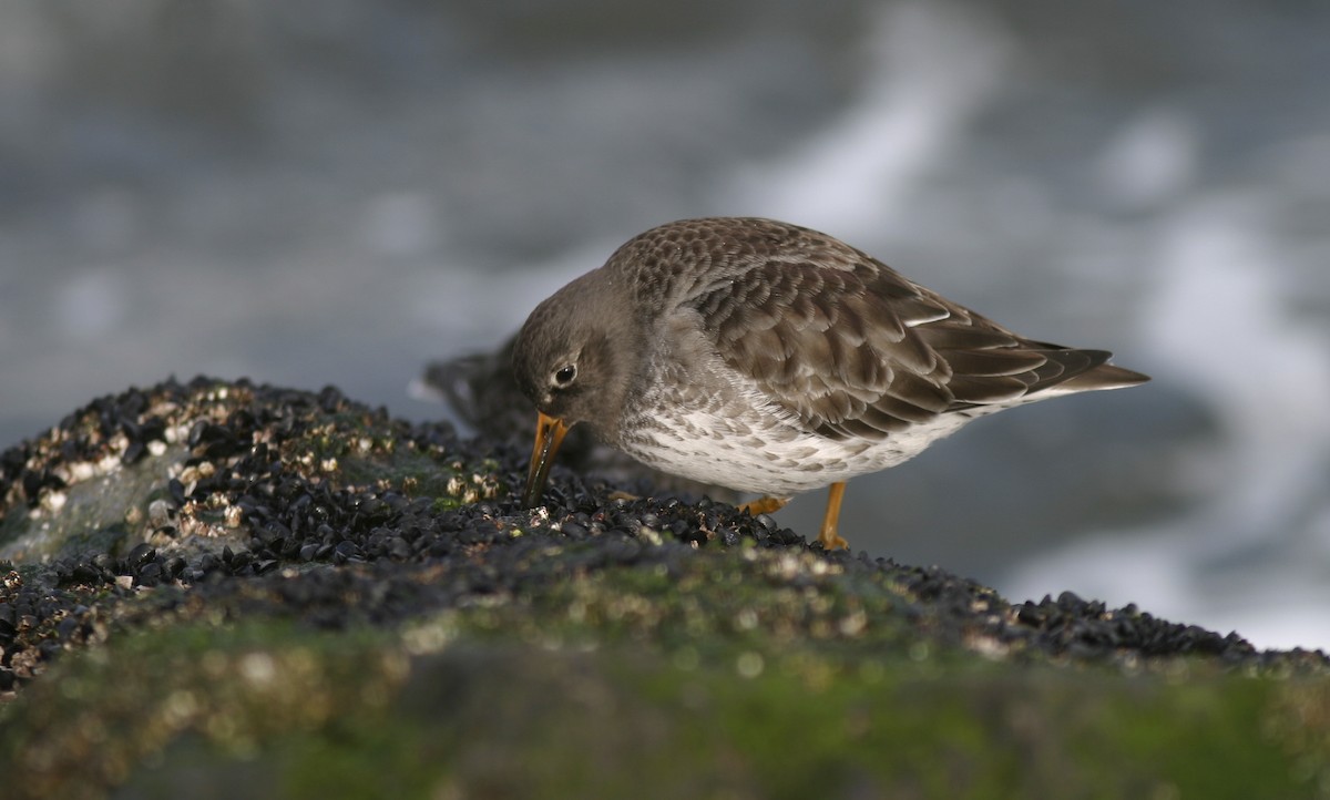 Purple Sandpiper - ML25225181