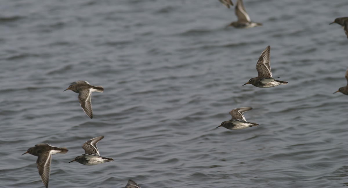 Purple Sandpiper - ML25225191