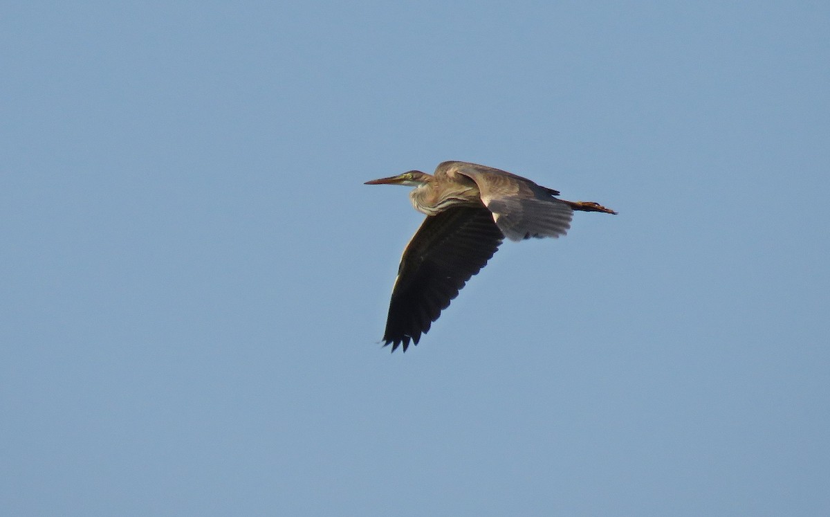 Purple Heron - Miguel Rodríguez Esteban