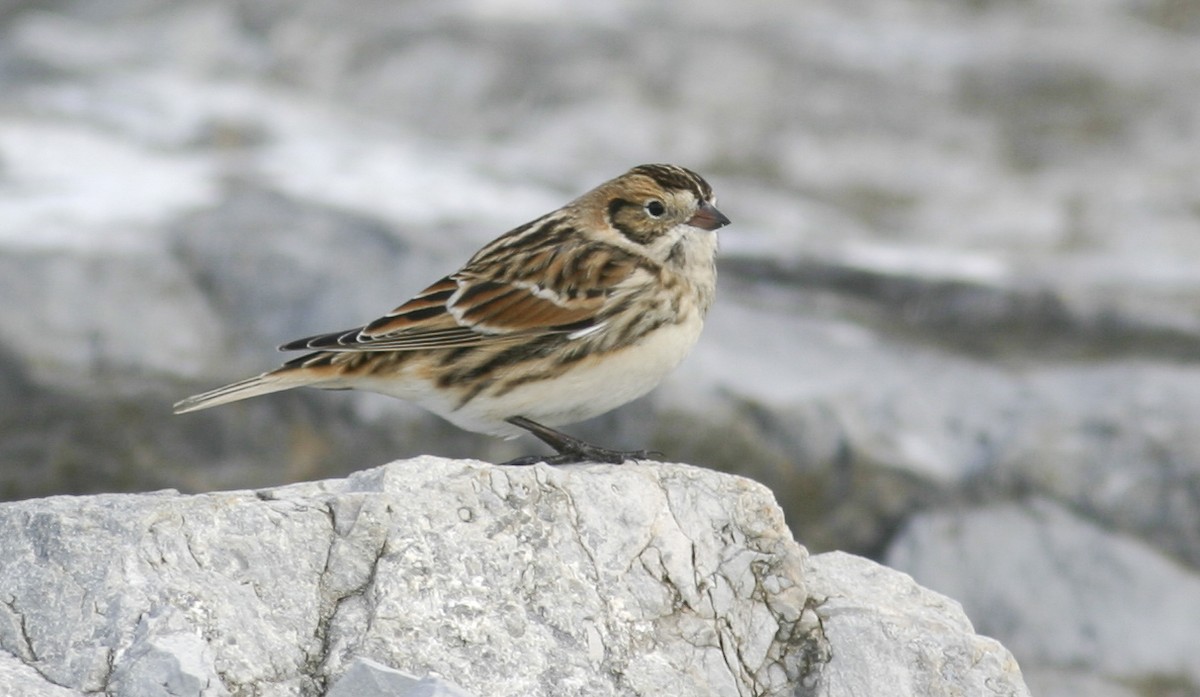 Lapland Longspur - Brian Sullivan