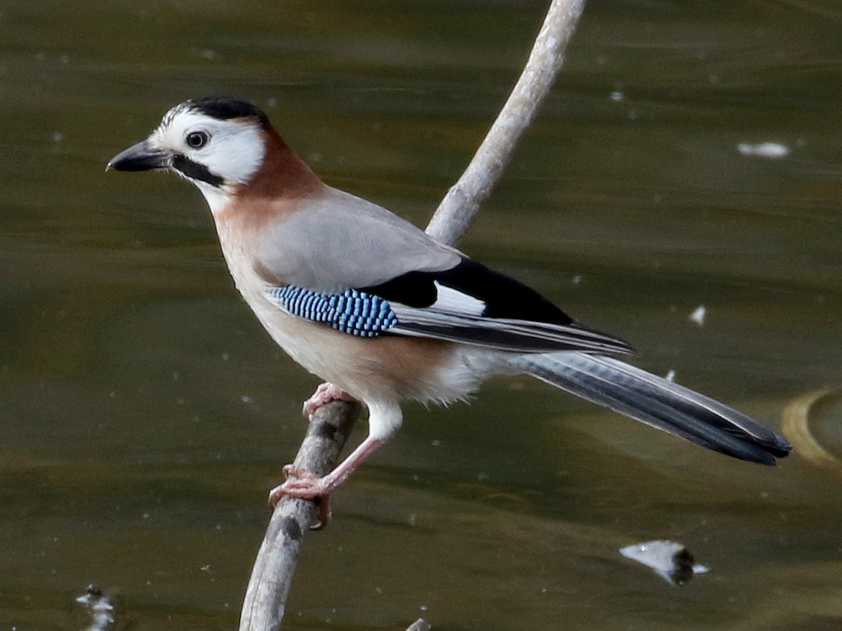 Adult (Black-crowned)