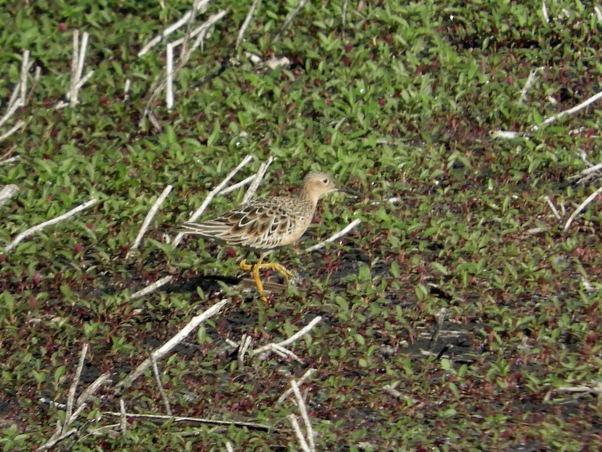 Buff-breasted Sandpiper - ML252253191