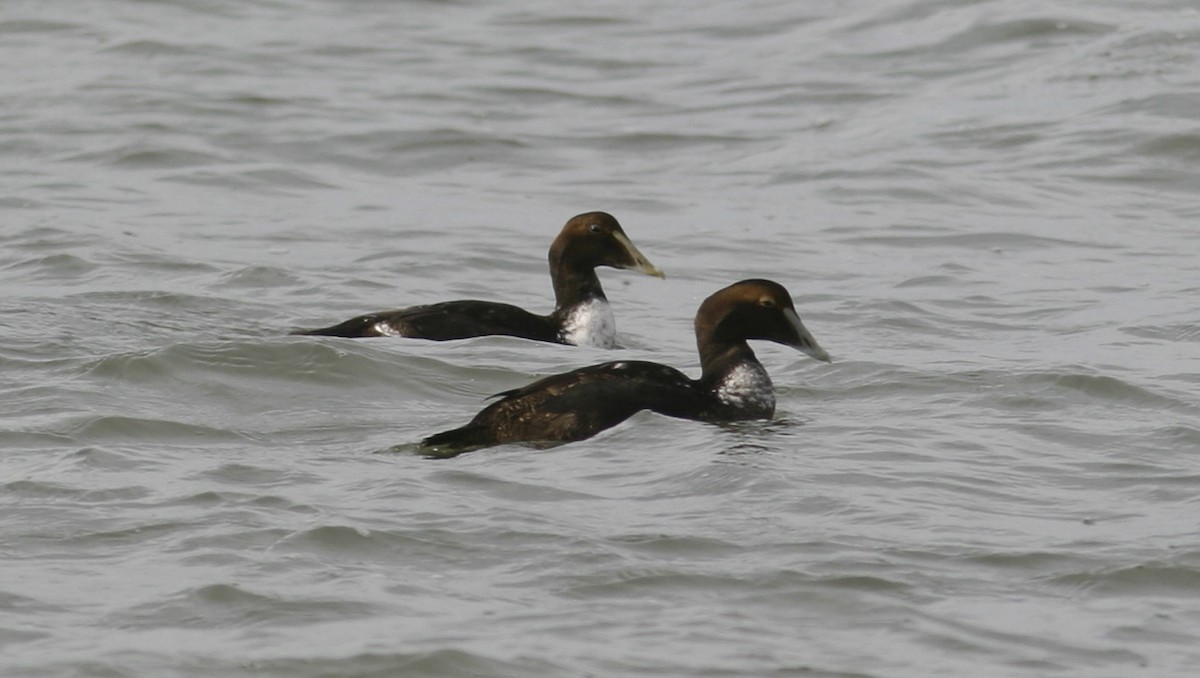 Common Eider - Brian Sullivan