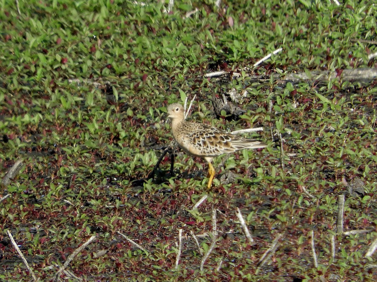 Buff-breasted Sandpiper - ML252253231