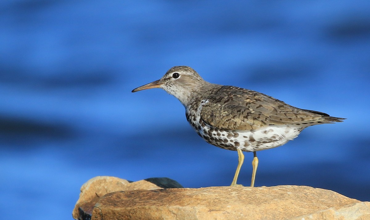 Spotted Sandpiper - Diane St-Jacques