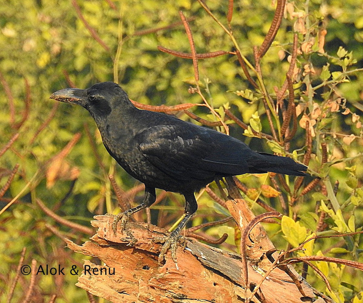Large-billed Crow - Alok Tewari
