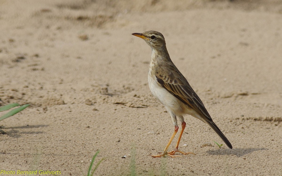 Pipit à longues pattes - ML252256261