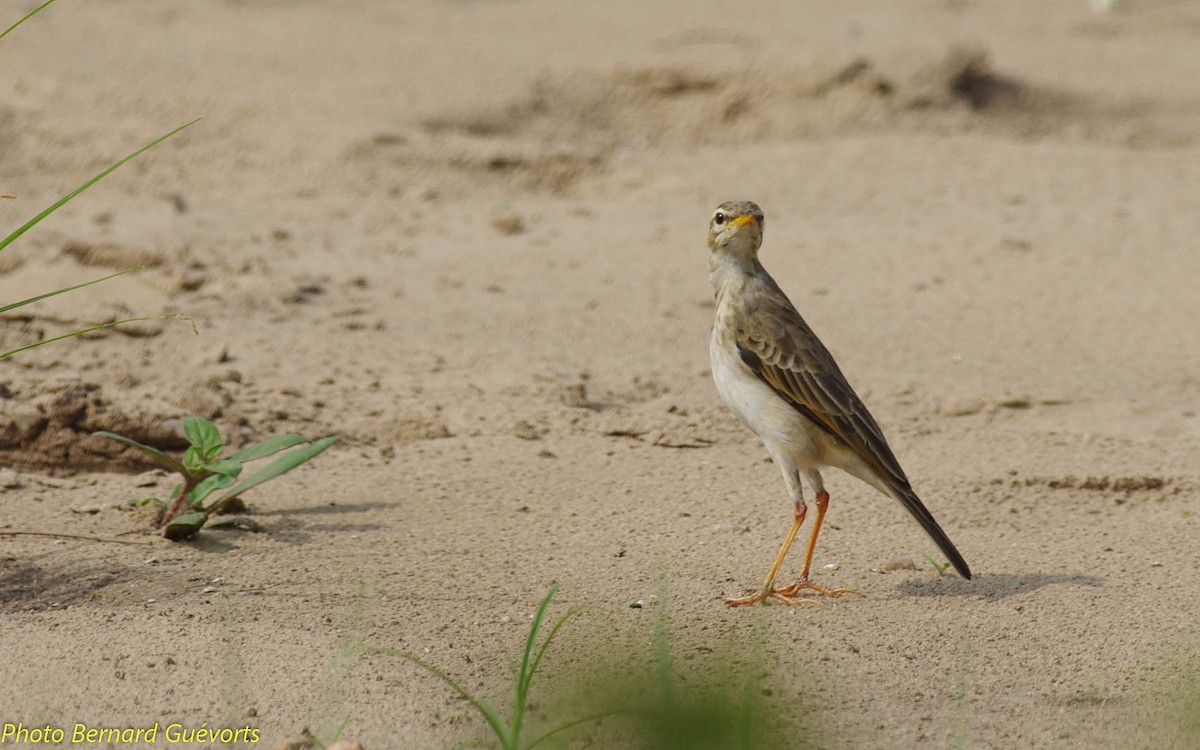 Long-legged Pipit - ML252256271